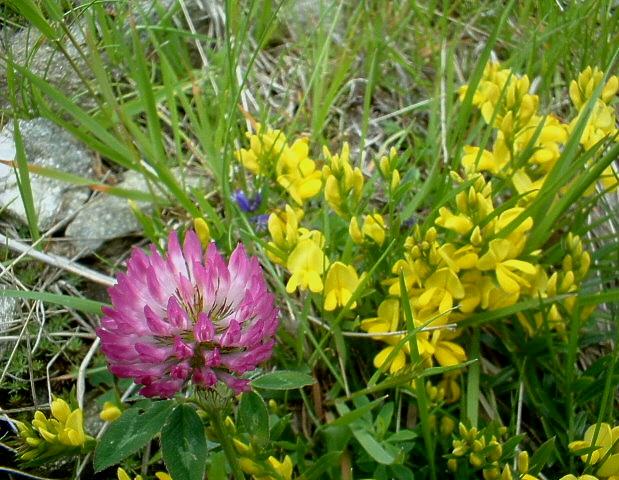 Trifolium pratense / Trifoglio dei prati